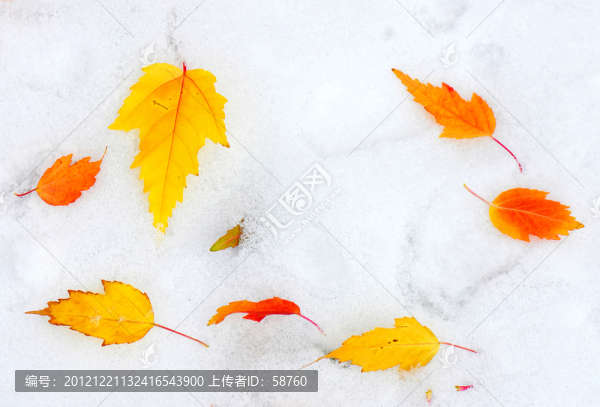 雪地秋葉