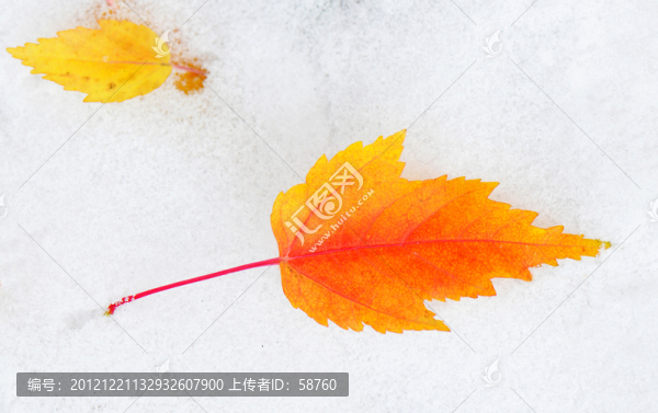 雪地秋葉