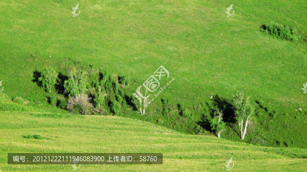 呼倫貝爾草原