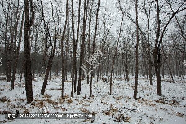 雪地樹(shù)林