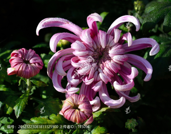菊花
