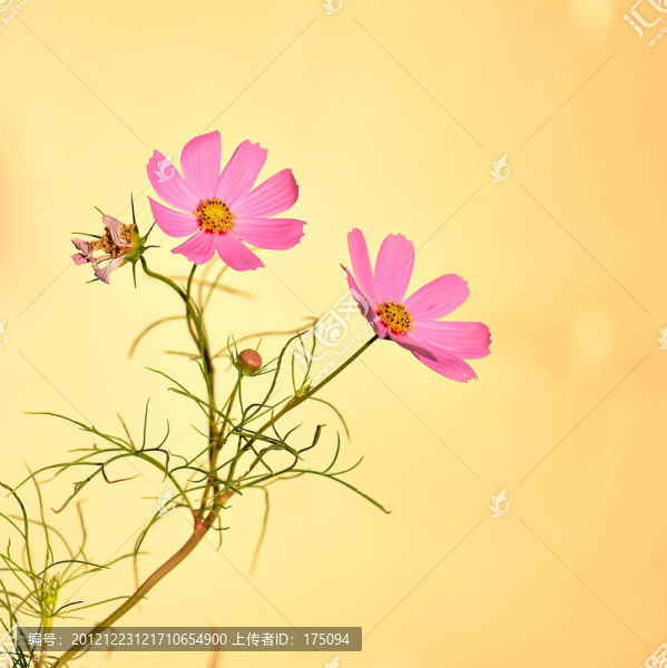 波斯菊