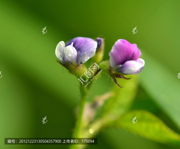 野豆花