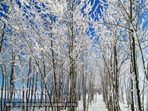 雪林