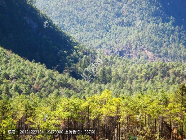 麗江原始森林景觀，