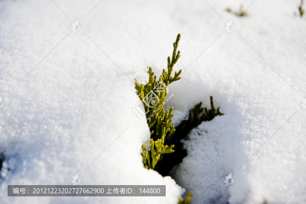 雪絨