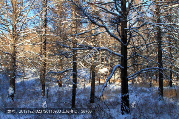 雪之林
