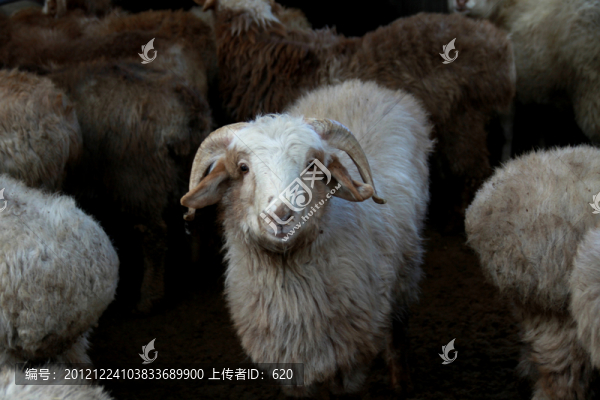 哈薩克羊