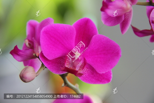 蝴蝶蘭