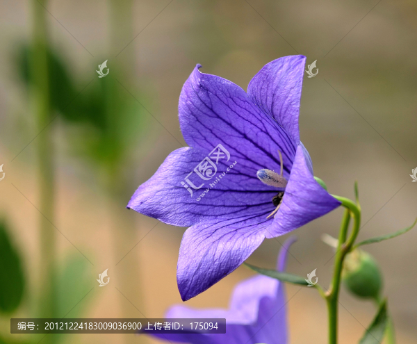 桔梗花