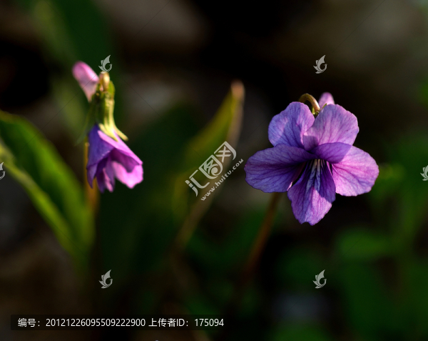 紫花地丁