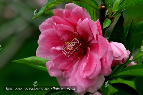 櫻花