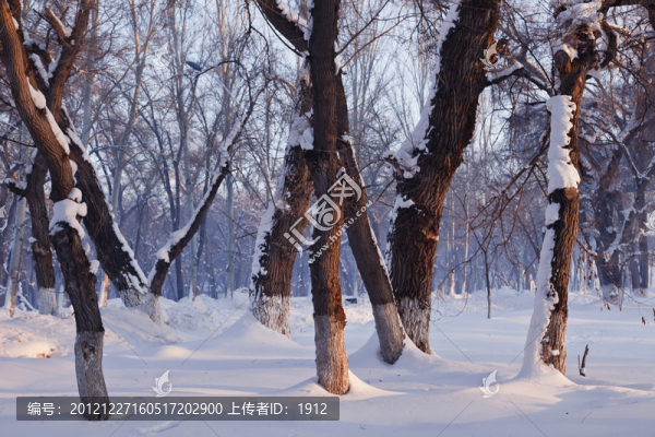 冬雪