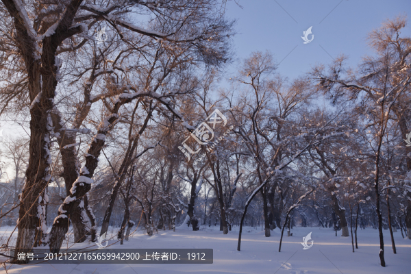 冬雪
