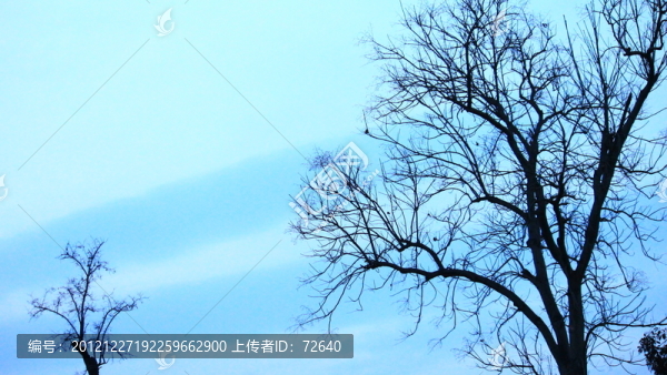 大樹