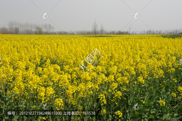 油菜花