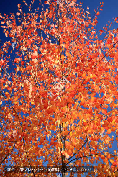 赤楊紅葉
