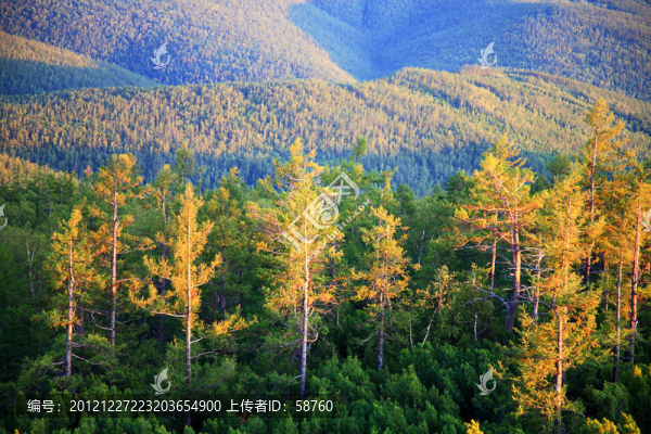夕照松林