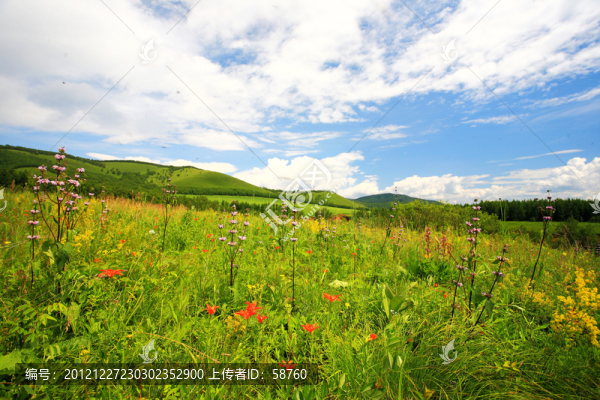 盛開(kāi)鮮花的原野