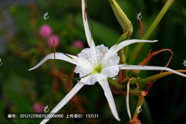 大花蜘蛛蘭