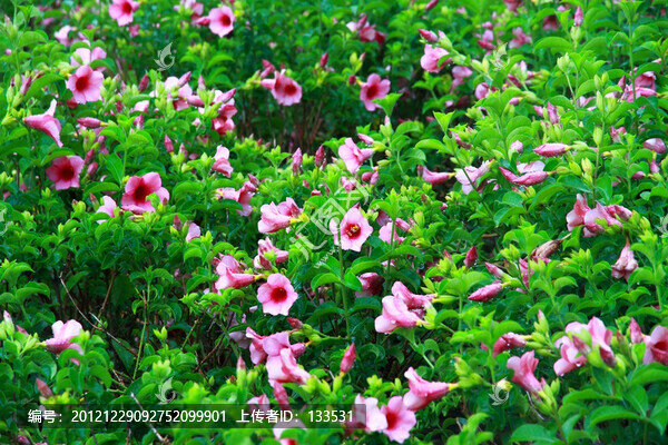 黃蟬花