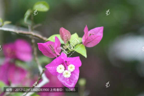 三角梅