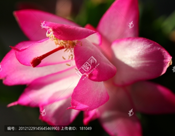 蟹爪蘭