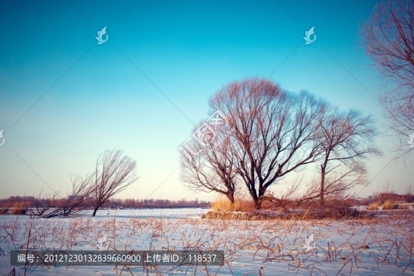 雪景