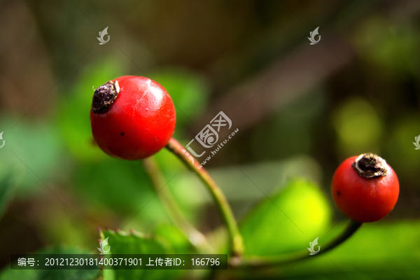 紅色伴侶
