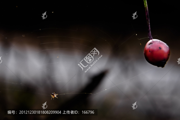 蜘蛛網(wǎng)紅果