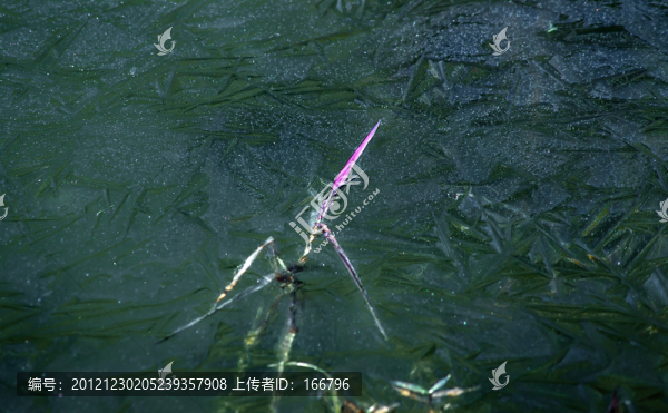 冰封,小草