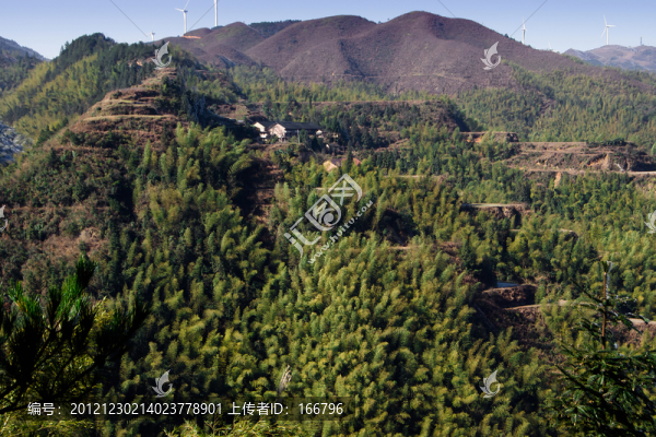 高山竹海