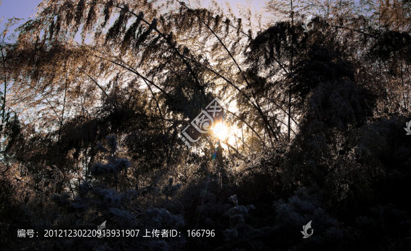冰竹暖陽