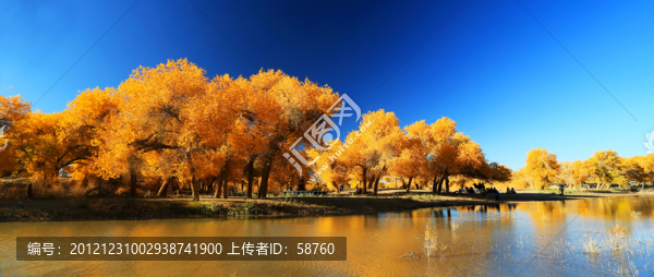內(nèi)蒙古額濟(jì)納,胡楊林
