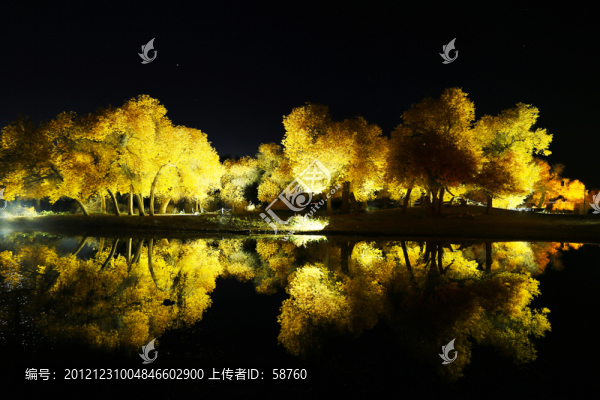 胡楊林,夜景