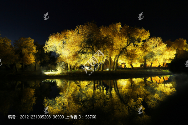 胡楊林,夜景