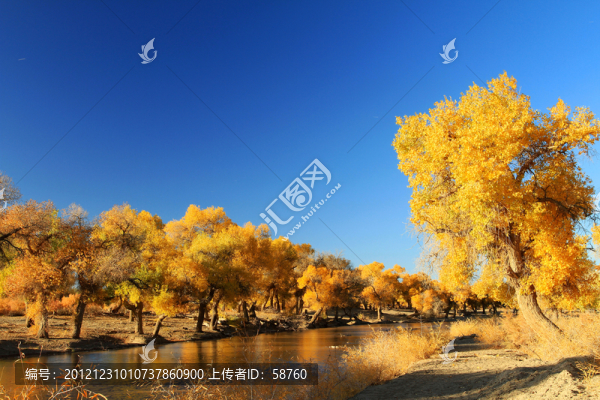 內(nèi)蒙古額濟納,胡楊林