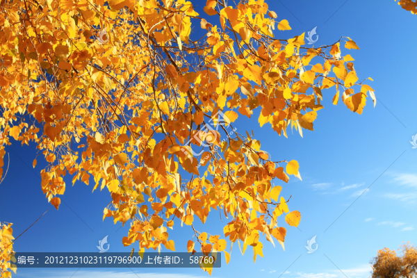 燦爛的胡楊