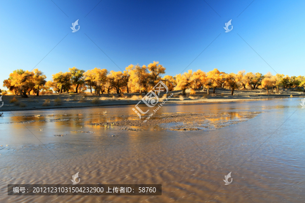 內(nèi)蒙古額濟納,胡楊林