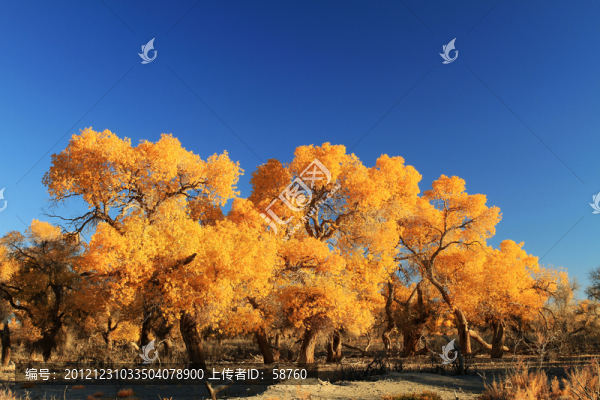 內(nèi)蒙古額濟(jì)納,胡楊林