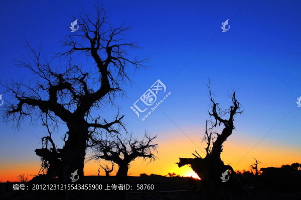 內(nèi)蒙古額濟(jì)納,怪樹(shù)林