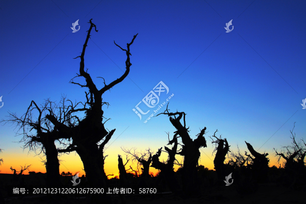內(nèi)蒙古額濟(jì)納,怪樹林