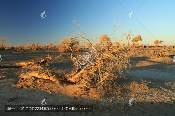 內(nèi)蒙古額濟(jì)納,怪樹林