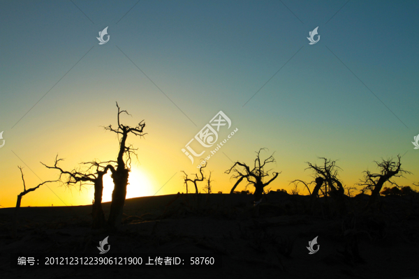 內(nèi)蒙古額濟納,怪樹林