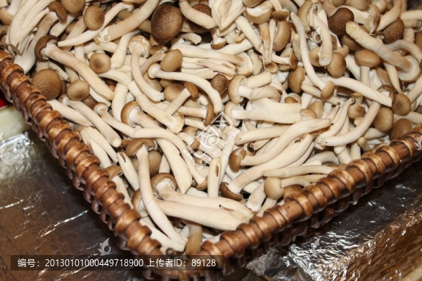 茶樹菇