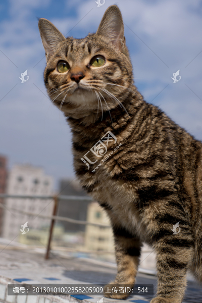 貓