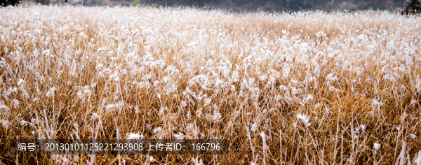 野草銀裝