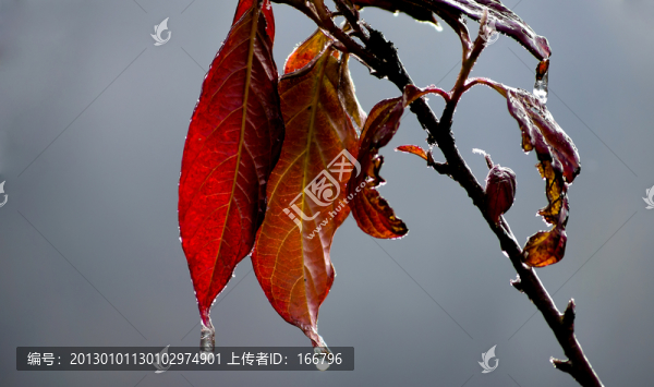 凝固,紅葉
