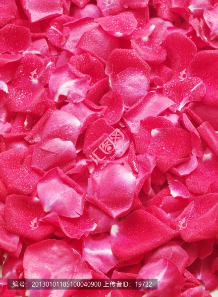 玫瑰花瓣