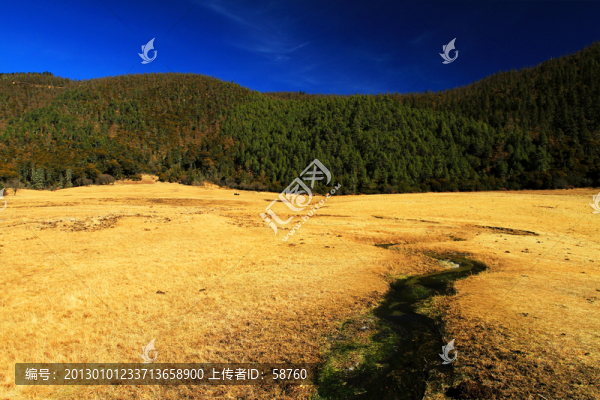 普達措國家森林公園,草甸森林